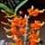 Dendrobium  unicum  ( x )
