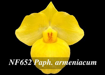 Paph. armeniacum  (ameniacum &#39;Jumbo&#39; x ameniacum &#39;Canary&#39;)