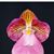 Paph. micranthum  (micranthum 'Buble Gum' x micranthum 'Monte Vista')
