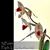 Paph. Lady Rothschild  (rothschildianum 'Fly Eagle' AM/AOS x Lady Isabel ' Norman' HCC/AOS)
