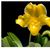 Paph. In-Charm Gold  (Emerald Magic x helenae ' Hsiao' )