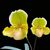 Paph. In-Charm Gold  (Emerald Magic x helenae ' Hsiao' )
