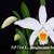 L. jongheana fma alba ('Casablanca' x self)