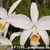 L. jongheana fma alba ('Casablanca' x self)
