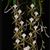 Plectrelminthus caudatus 