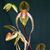 Paph.Prince Edward of York  (rothschildianum ' Rex' FCC/AOS x sanderianum ' Long River')