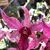 Den. Hawaii Spectacular (Big Alex x spectabile) 