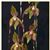 Paph. Shin-Yi Pride  (Paph. Michael Koopowitz x Paph. rothschildianum)