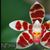 Phal. maculata (x) 