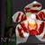 Phal. maculata (x) 