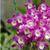Den. Hamana Lake 'Kumi'  (Den. Kurenai x Den. Snow Angel)