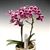 Phal.  Happy News 'FANGtastic'  (Happy UFO x Sweet Strawberry) 
