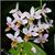 Phal. equestris var. ilocos  ( x )