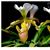 Paph. barbigerum var lockianum 