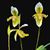 Paph. exul  (exul ' Phuket' AM/AOS x self)