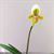 Paph. exul  (exul ' Phuket' AM/AOS x self)