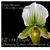 Paph. Favorlang Moss  (Hsinying Citron x fairrieanum)