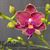 Phal. Younghome Sunkist (Phal. Lih Jianq Girl x Phal. Kuntrarti Rarashati)