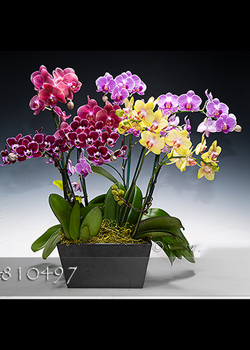 http://www.orchids.com/assets/Email_Campaign/810073_12.jpg