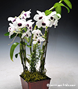 Semi-Alba Dendrobium Orchid in Cachepot