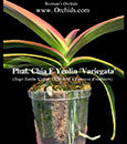 Phal. Chia E Yenlin 'Variegata'  (Sogo Yenlin 'Coffee' CCM/AOS x Formosa Cranberry)