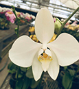 Phalaenopsis amabilis  fma Irian Java '24 H Fragrance ' 