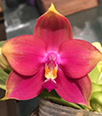Phal. Mituo King Bellina 'Cherry Blossoms' (Ld's Bear King x Ld's Bellina Eagle) 