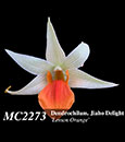 Dendrobium Jiaho   Delight 'Lemon Orange' (Hsinying Frostymaree ' Orange' SM/TOGA x tobaense var giganteum)