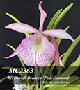 Bc Beulah Bradeen 'Pink Diamond' (Cattleya walkeriana ' Tokyo # 1 ' AM/AOS x B. nodosa ' Susan Fuchs' FCC/AOS) 