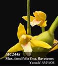 Max. tenuifolia fma. flavescens  'Yamada' AM/AOS 