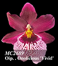 Oip. Onolicious 'Vivid' (Francine x Miltoniopsis Pearl Ono)
