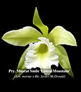 Pry. Muscat Smile 'Green Mountain'  (Enc. mariae x Blc. Lester McDonald)