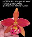 Blc. Copper Queen 'Ruby Lip' HCC/AOS (Toshie Aoki x Richard Mueller)