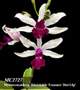 Myrmecocattleya RIo's Little Treasure 'Hot Lip'  (Cattleya violacea x Myrmecophila albopurpurea)