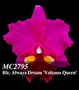 Blc. Always Dream 'Volcano Queen'  (Lucky Man x Hawaiian Ovation)