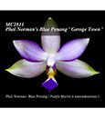 Phal. Norman's Blue Penang 'George Town'  (Purple Martin x mentawaiensis)