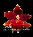 Oncidopsis  Crimson Pride 'McCully'  (Oncidopsis Pacific Waters x Onc. Petitle Shine)