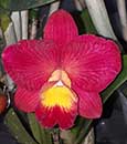 Ctts. Chief Berry 'Ember' (Sunrise Doll x C. Love Castle)