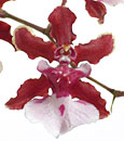 Onc. Sharry Baby 'Sweet Fragrance' AM/AOS (Onc. Jamie Sutton x Onc. Honolulu)