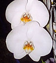 Phal. Debbie Richard 'Orchid Affair'  (Phal.Norman's Mist x Dtps.Orglade's Puff) 
