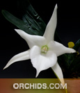 Angcm. Lemforde White Beauty 'Dove'  (Angcm. magdalenae x Angcm. sesquipedale)