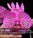 Phal. Jamie's Raspberry Pearl 'Orchid Affair'  (Chain Xen Pearl 'Ming Ho' AM.AOS x Norman's Stripes ' Monte Vista ')
