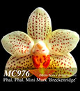 Phal. Mini Mark 'Breckenridge'  (Micro Nova x philippinensis) 
