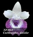 Cochleanthes. discolor  