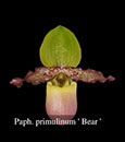 Paph. Henrietta Fujiware  (primulinum ' Bear '  x haynaldianum ' Bear' SM/TPS ) 