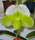 Paph. Cocoa Green Yard (Paph. Olympian Yard x Paph. Lovely Green)