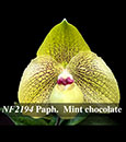 Paph. Mint Chocolate  (malipoense ' Bear' x goderfroyae var. leucochilum)