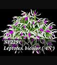 Leptotes. bicolor ( 4N )  (" Wonderful ' x " Jumbo')