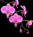 Phal.  schilleriana  fma purpurata  (schilleriana ' La Flora' x  ' Purpurata ' MA'#2' AM/AOS)