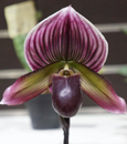 Paph. Warden  (Maudiae ' Los Osos' AM/AOS x Paph. Holdenii ' The Queen')